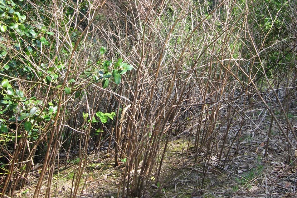 Japanese Knotweed Identification - Winter growth - PCA
